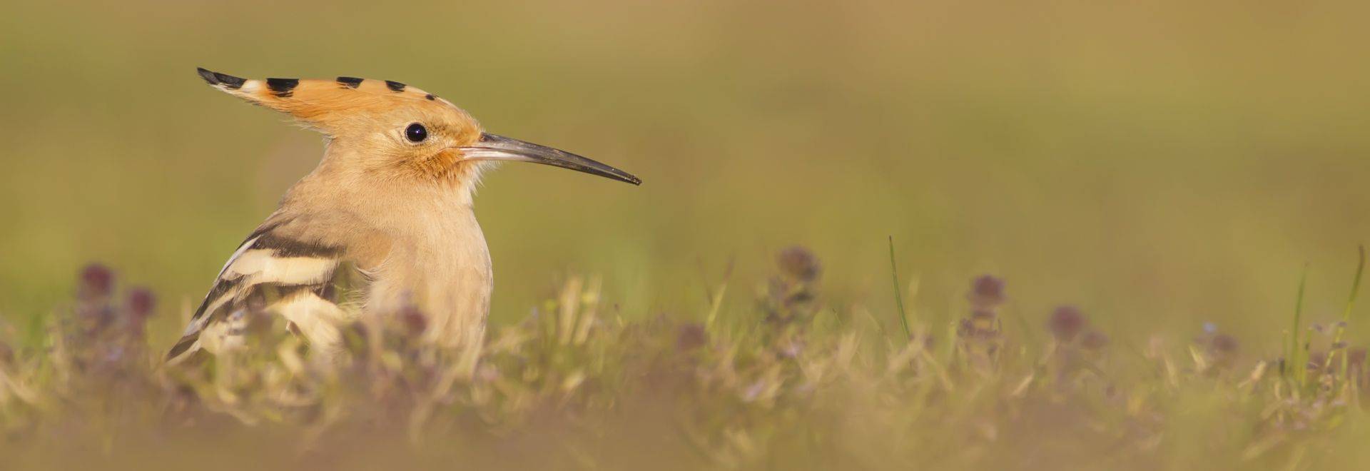 Birdwatching Holidays For Beginners In 2021 22 Naturetrek