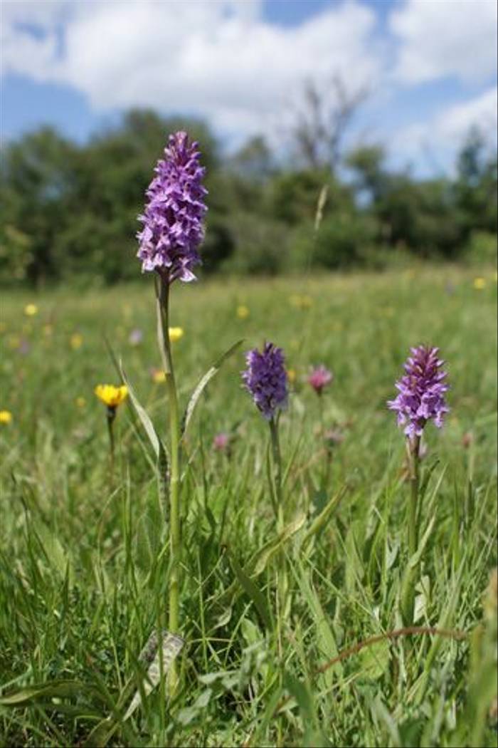 Common Spotted Orchid (Ed Drewitt)