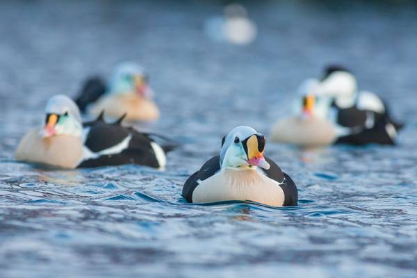 King Eider Shutterstock 718613308