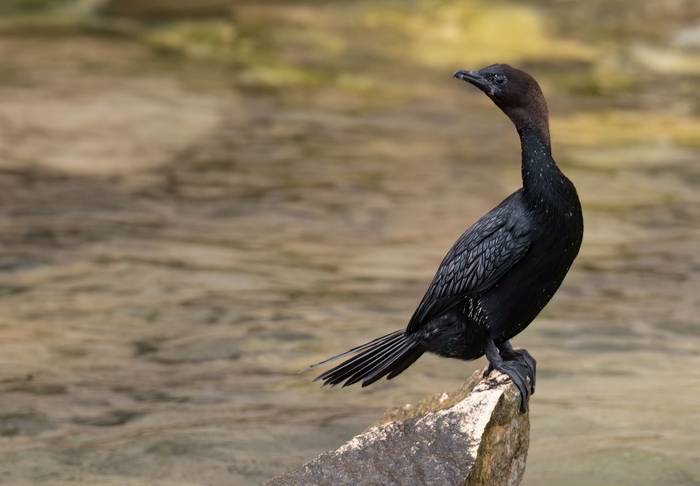 Pygmy Cormorant © Chris Griffin, May 2025.jpg