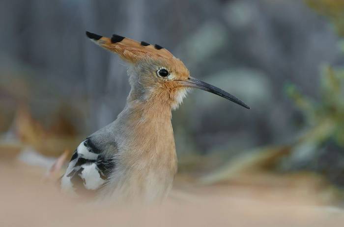 Hoopoe © Dave Jackson, November 2025 tour
