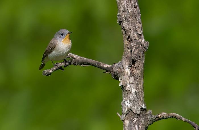 Red-breasted Flycatcher © Chris Griffin, May 2025