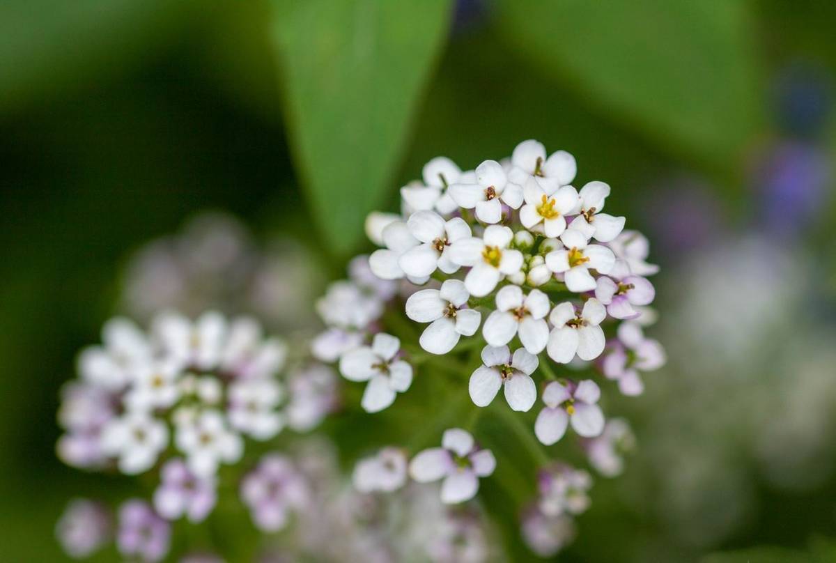 Candytuft Flower