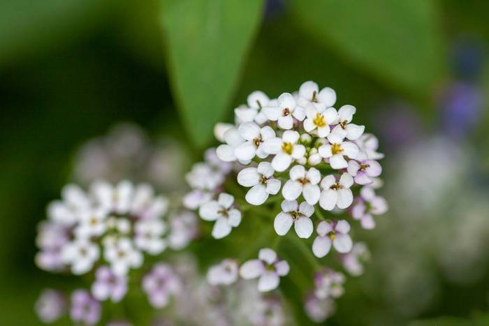 Candytuft Flower