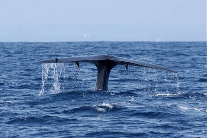Blue Whale by Paul Cottis