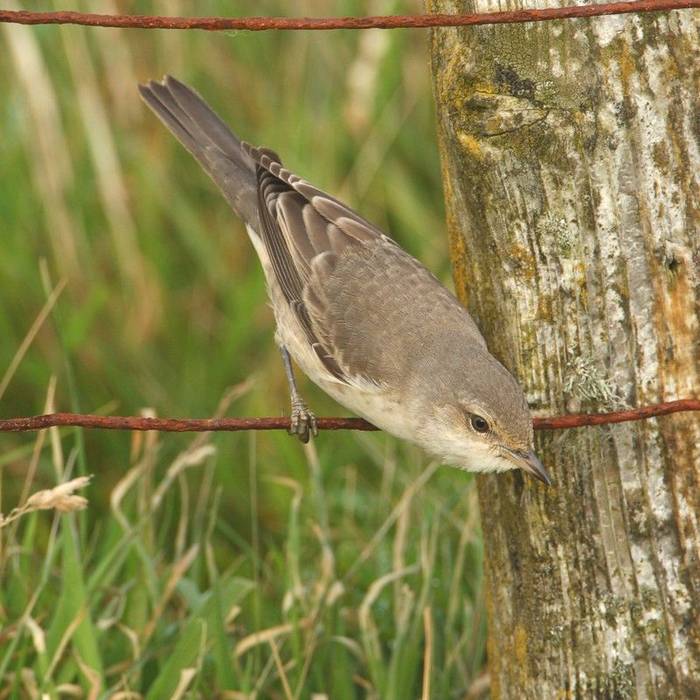 Fair Isle - Barred Warbler (Steve Arlow).jpg