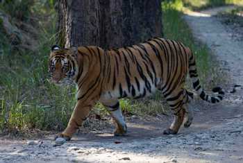 Tiger at Bardia NP (John Kennedy - Jan 2023)