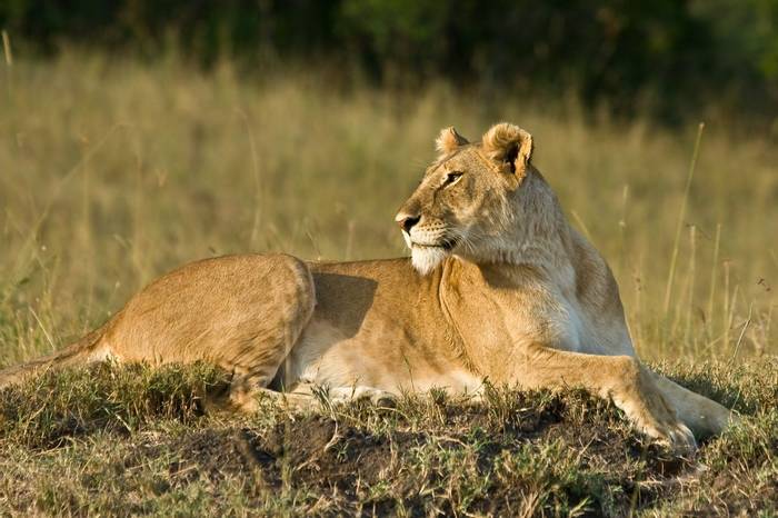 Masai Mara,  Lions