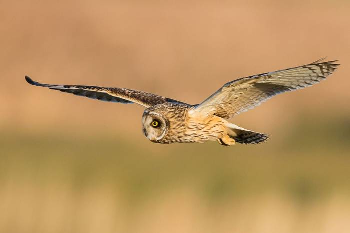 Short-eared-Owl-2-shutterstock_273170204.jpg