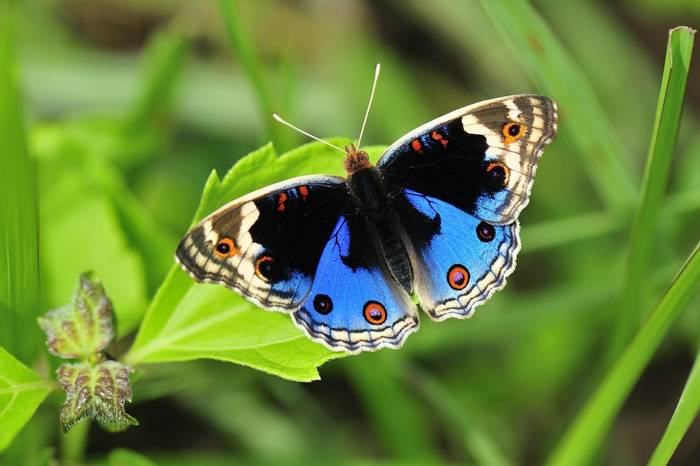 Blue Pansy Butterfly, Papua New Guinea shutterstock_186597863.jpg