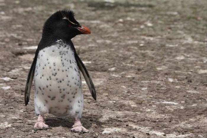 Rockhopper Penguin (Alan Henry)