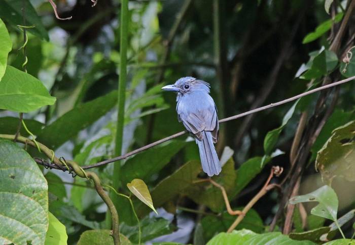 Blue Paradise Flycatcher (Palawan)