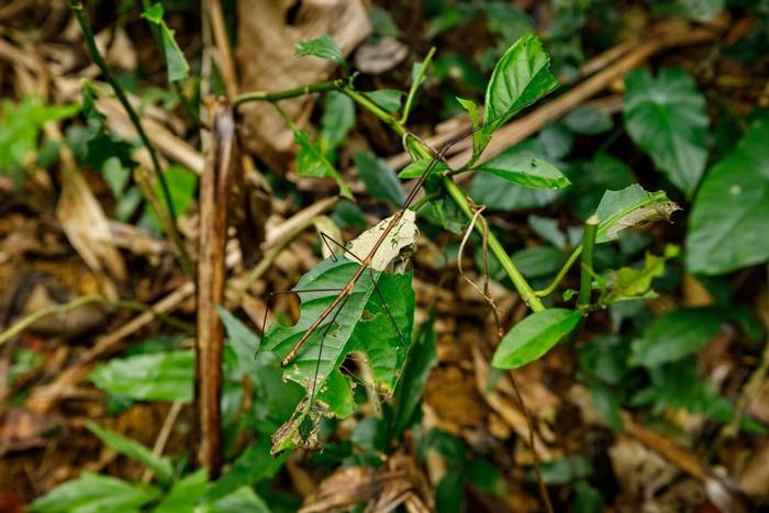 Stick Insect, Cuc Phuong National Park, Vietnam shutterstock_1798611538.jpg