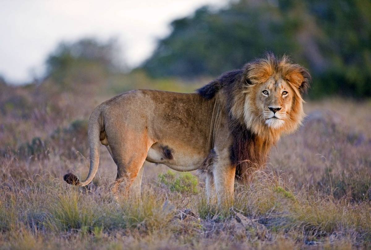 Lion, Kruger, South Africa Shutterstock 62636590