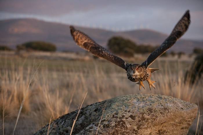 European Eagle Owl, Spain shutterstock_109895363.jpg