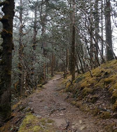 Trail through forest