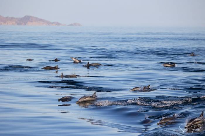 Common Dolphin (Sara Frost) (8).jpg