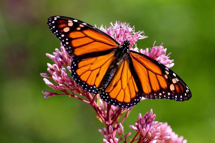 Monarch Butterfly shutterstock_560609749.jpg