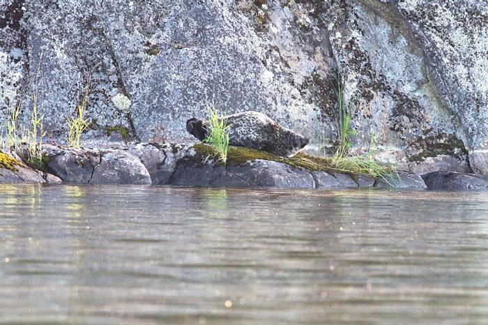 Saimaa-ringed Seal © Jan Kelchtermans.jpg