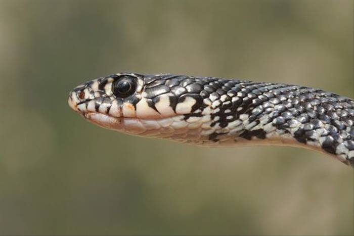 Western Whip Snake (David Morris)