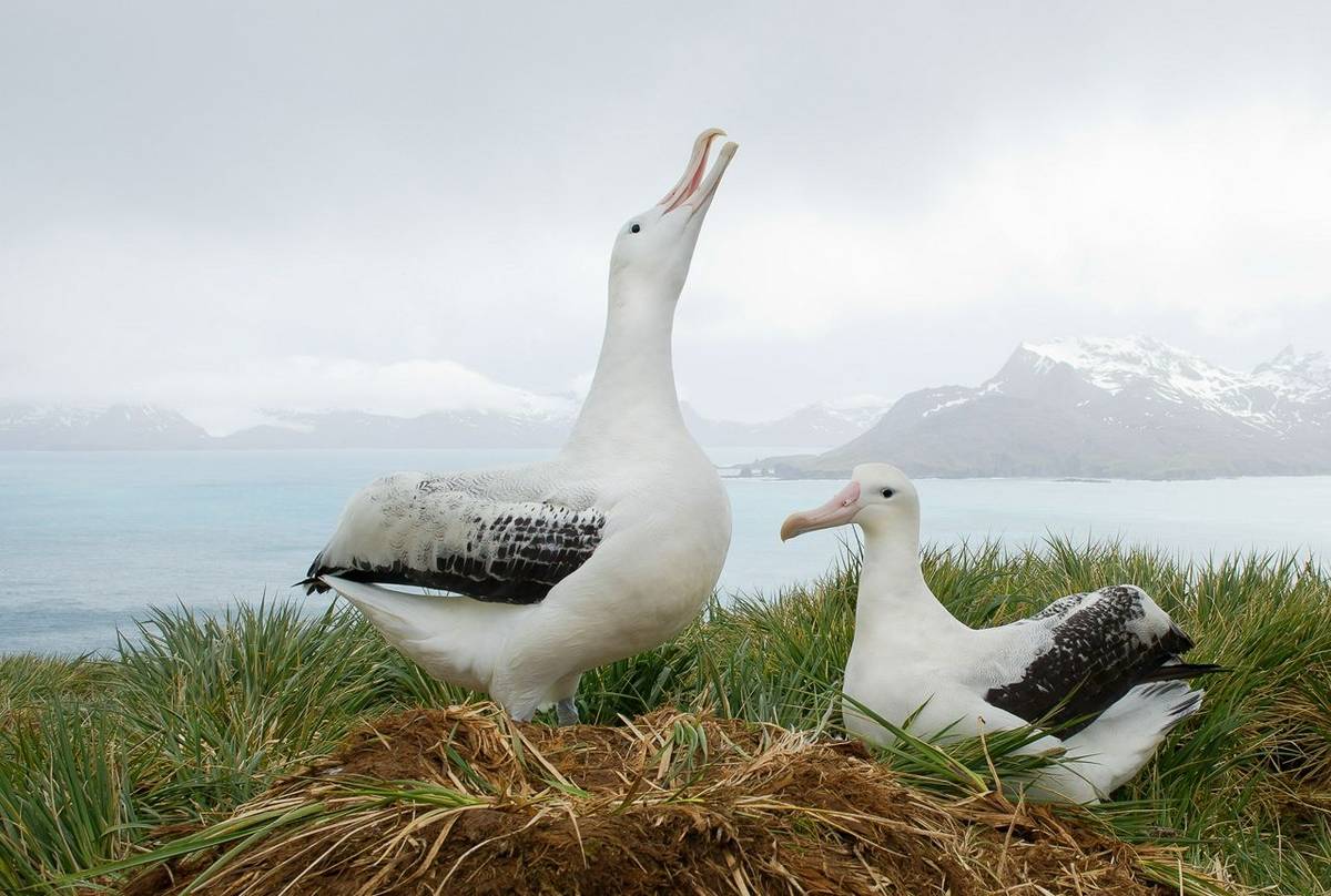 Wandering Albatross, South Georgia Shutterstock 389163961