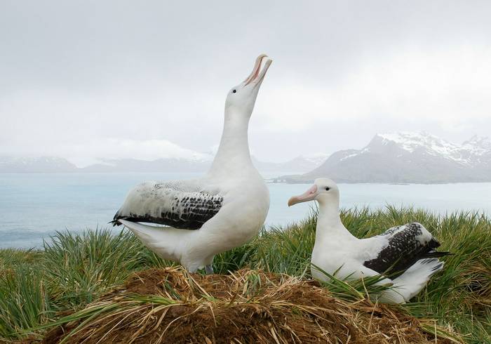 Wandering Albatross, South Georgia Shutterstock 389163961