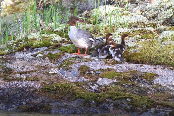 Female Goosander with ducklings © Jan Kelchtermans.jpg