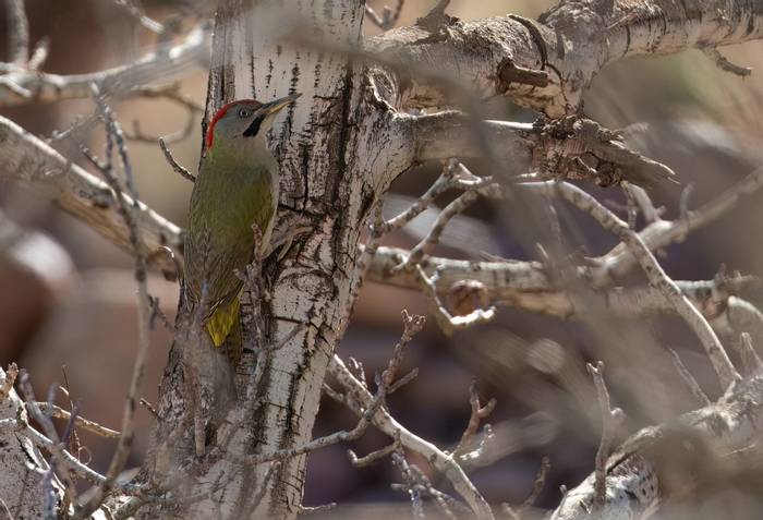 Levaillant's Woodpecker © Chris Griffin