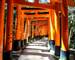 Japan - Crimson torii gates over a path -AdobeStock_107329895.jpeg