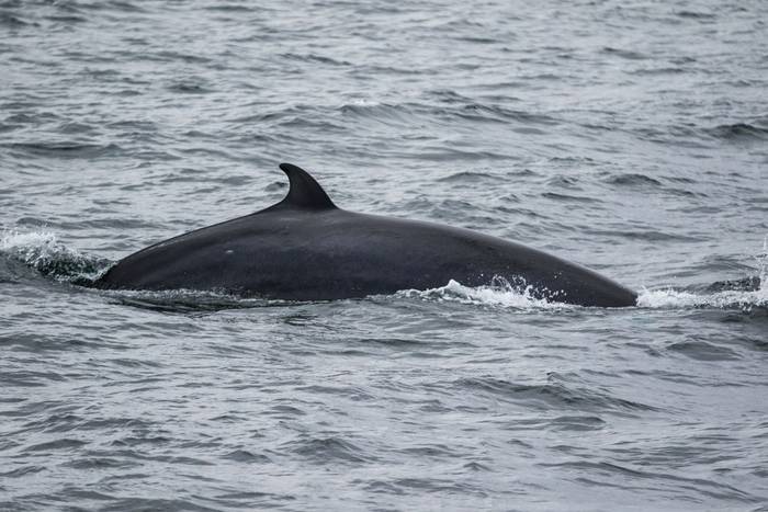 Minke Whale shutterstock_629419910.jpg