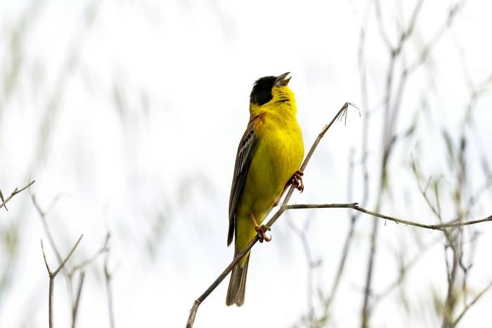 Black-headed Bunting © R. Hills, May 2023 tour
