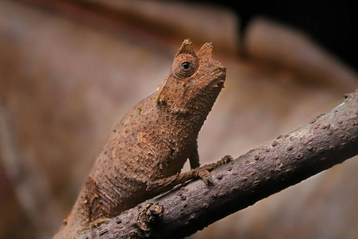 Horned Leaf Chameleon (Brookesia superciliaris) © Bobby and Laura Bok, March 2026