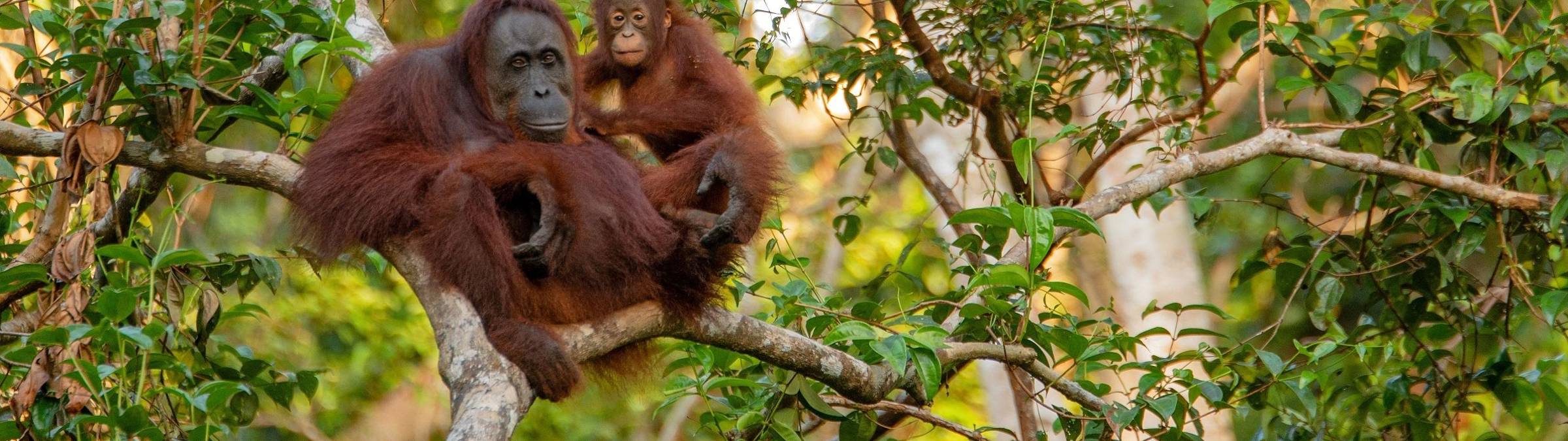 RESIZED orangutan-3985939.jpg