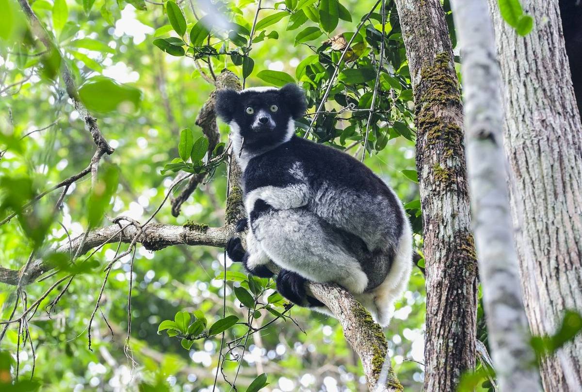 Indri Shutterstock 111723572