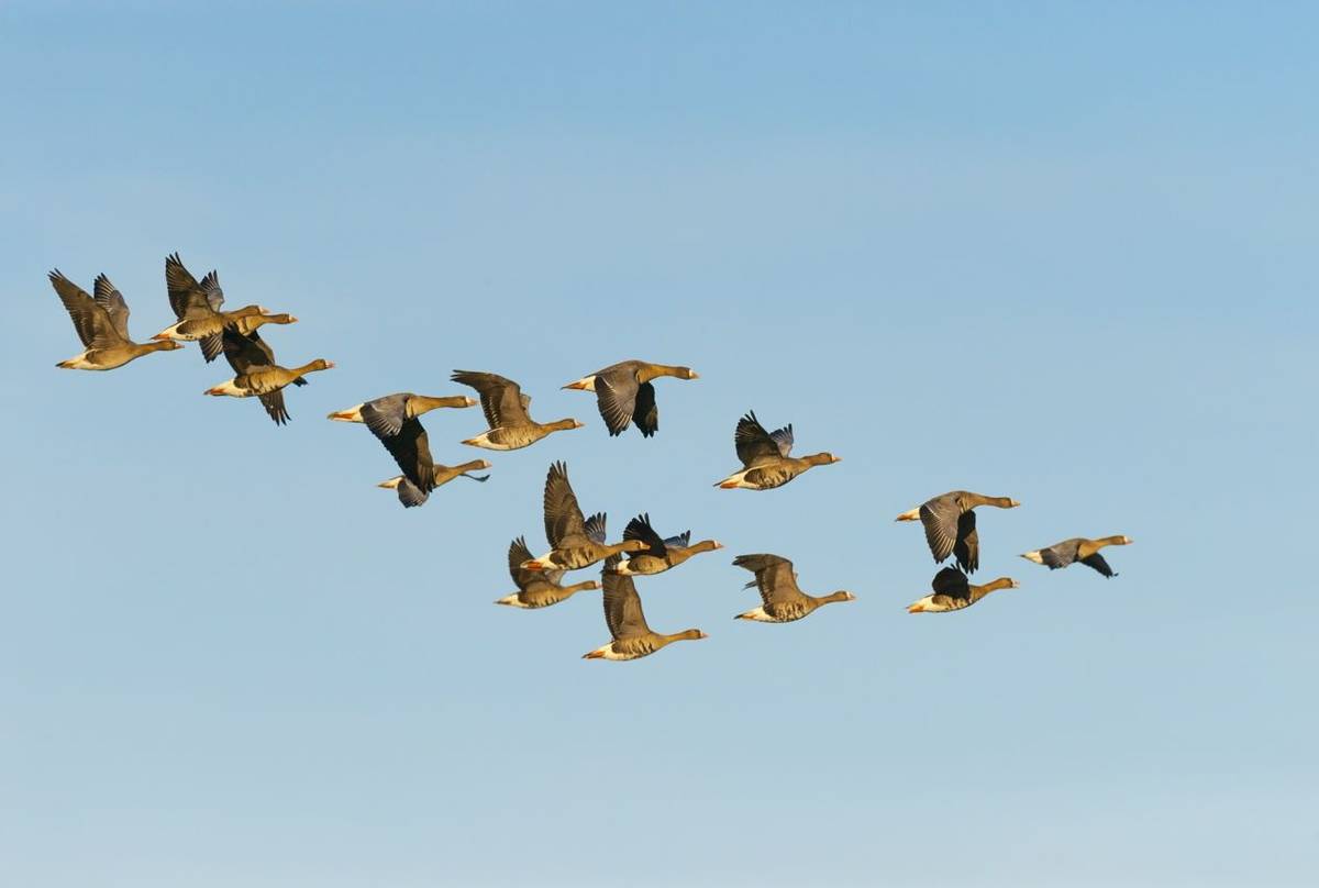 Greater White-fronted Geese Shutterstock 476828671