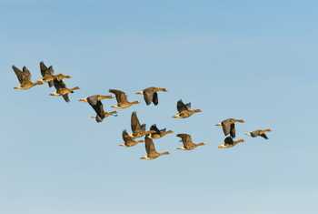 Greater White-fronted Geese Shutterstock 476828671