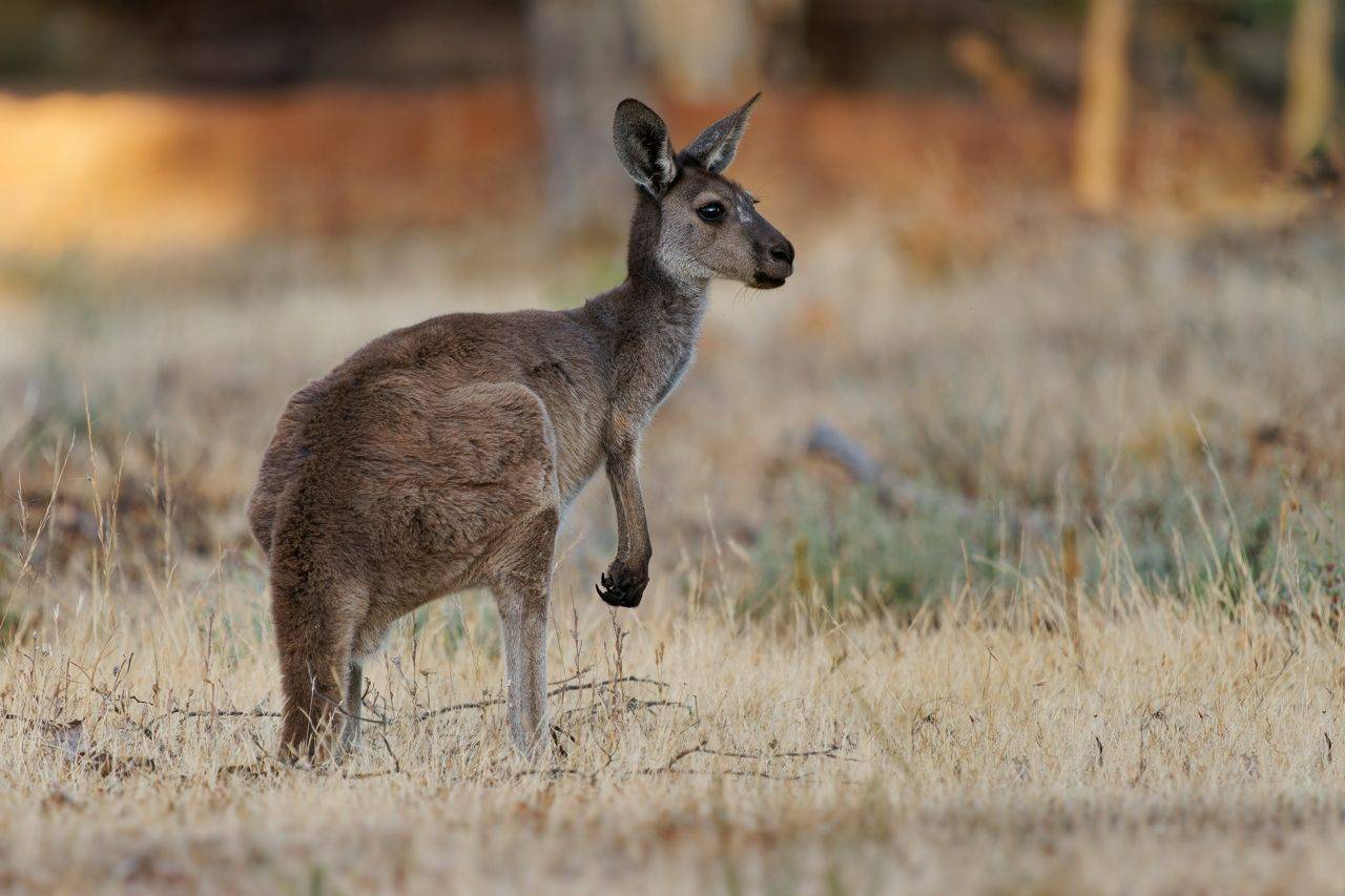 Western Grey Kangaroo Image