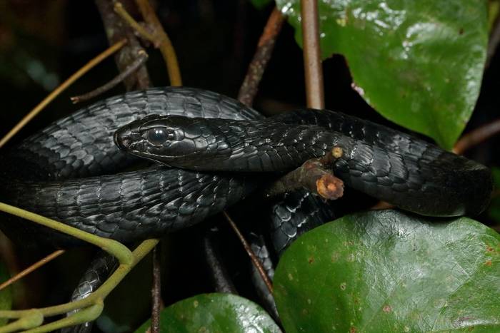 Meru Tree Snake (Thrasops schmidti) © Laura and Bobby Bok, April 2023