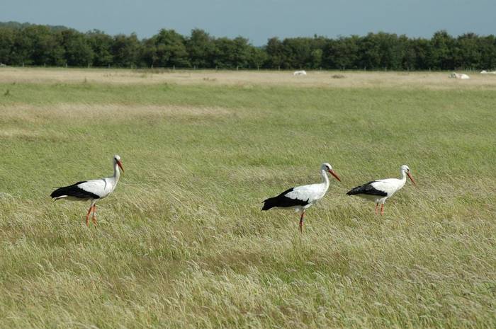 White stork (Gerald Broddelez)