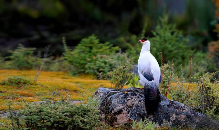 White Eared Pheasant, China Shutterstock 535166890