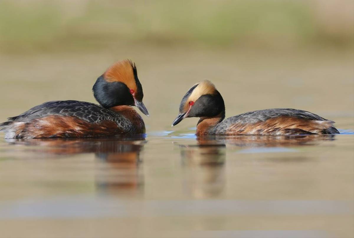Slavonian Grebe (Dave Jackson)