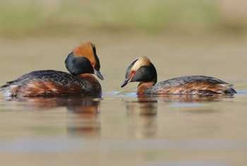 Slavonian Grebe (Dave Jackson)
