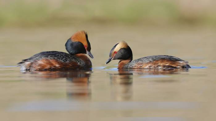Slavonian Grebe (Dave Jackson)