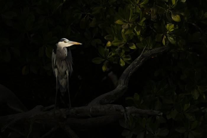 grey heron_4R57664.jpg
