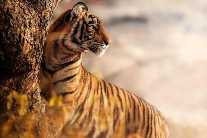 Bengal tiger, India shutterstock_1071313307.jpg