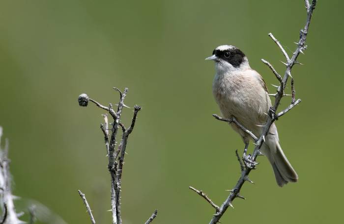White-crowned Penduline Tit © Chris Griffin, May 2025