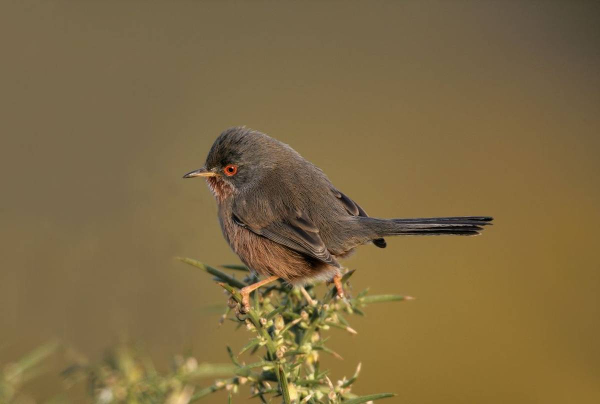 Dartford Warbler shutterstock_160095413.jpg