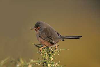 Dartford Warbler shutterstock_160095413.jpg