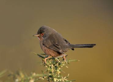 The Great British Bird Race - Hampshire