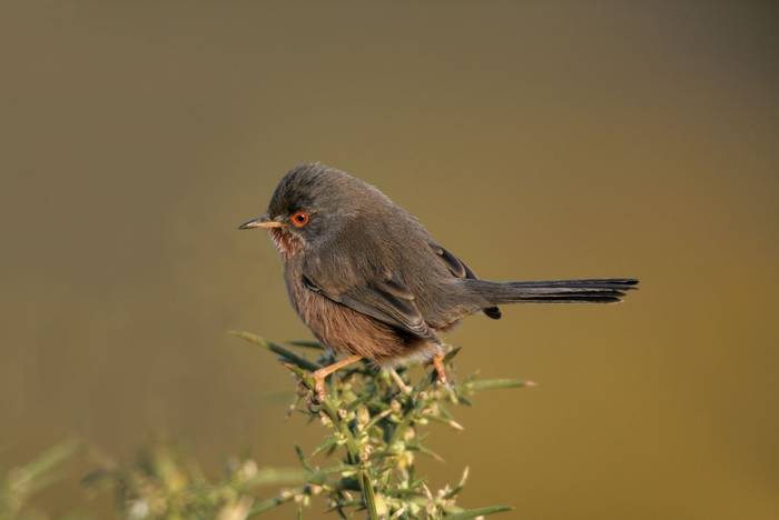 Dartford Warbler shutterstock_160095413.jpg